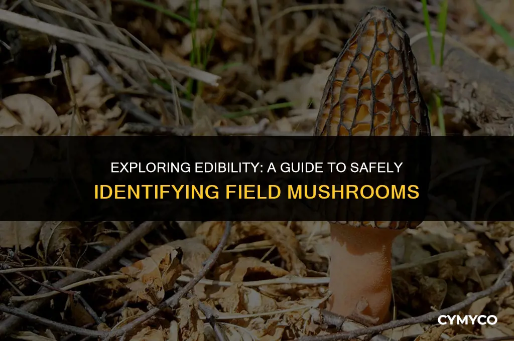 are field mushrooms safe to eat