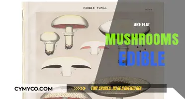 Exploring Edibility: Are Flat Mushrooms Safe to Eat?