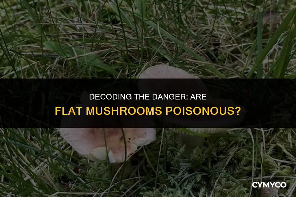 are flat mushrooms poison