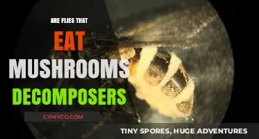 The Role of Mushroom-Eating Flies in Ecosystem Decomposition