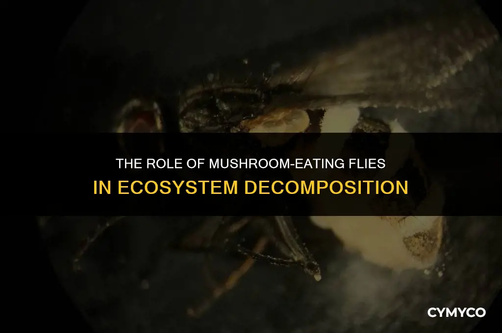 are flies that eat mushrooms decomposers