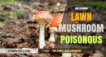 Florida Lawn Mushrooms: A Guide to Identifying Poisonous Varieties