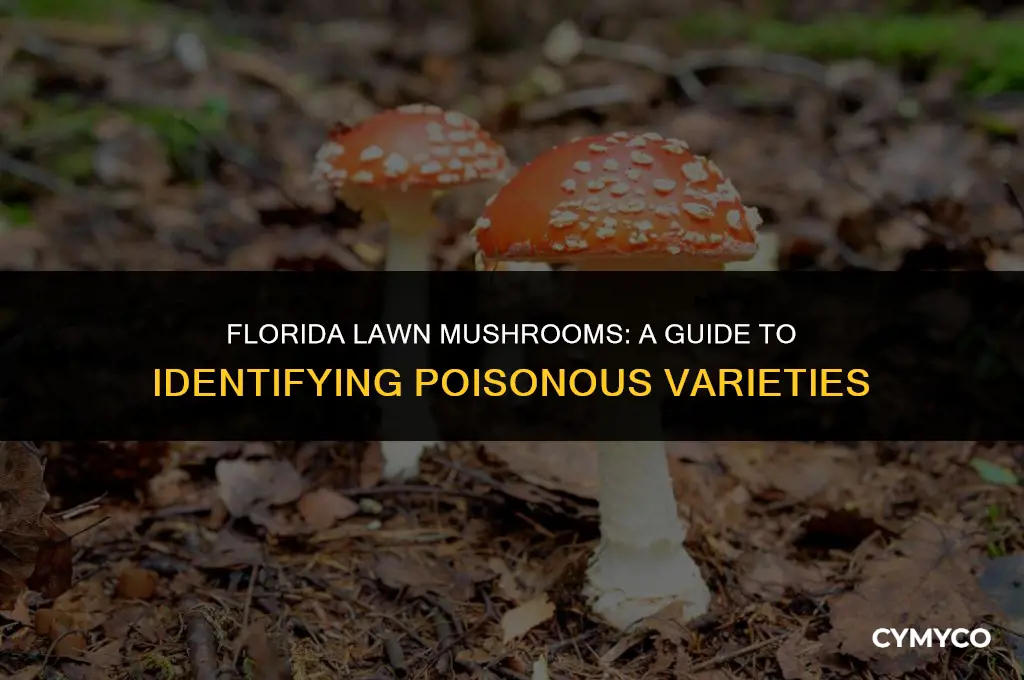 are florida lawn mushrooms poisonous