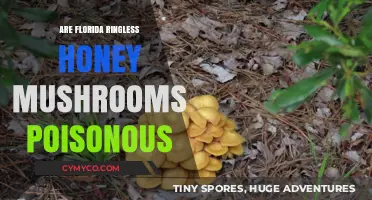 Florida's Ringless Honey Mushrooms: Edible or Poisonous?