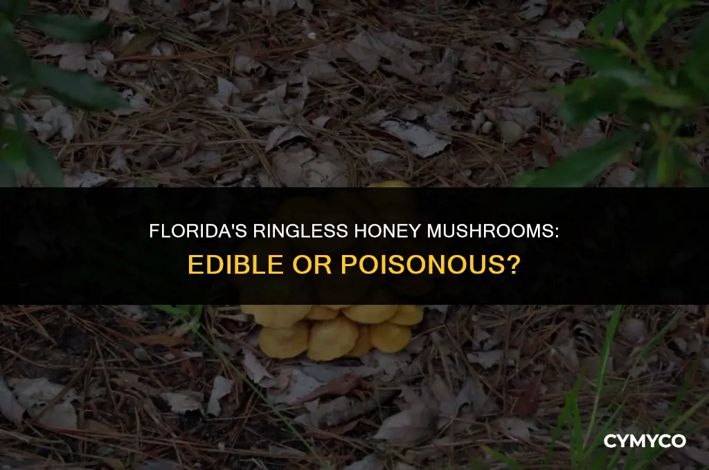 are florida ringless honey mushrooms poisonous