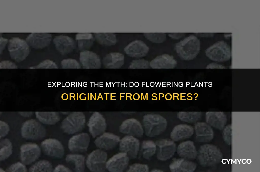 are flowering plants produced by spores