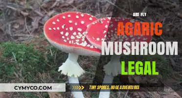 Exploring the Legal Landscape of Fly Agaric Mushrooms: A Comprehensive Guide