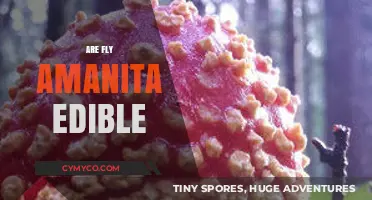 Exploring the Edibility of Fly Amanita: A Comprehensive Guide