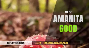 Exploring the Edibility and Effects of Fly Amanita Mushrooms