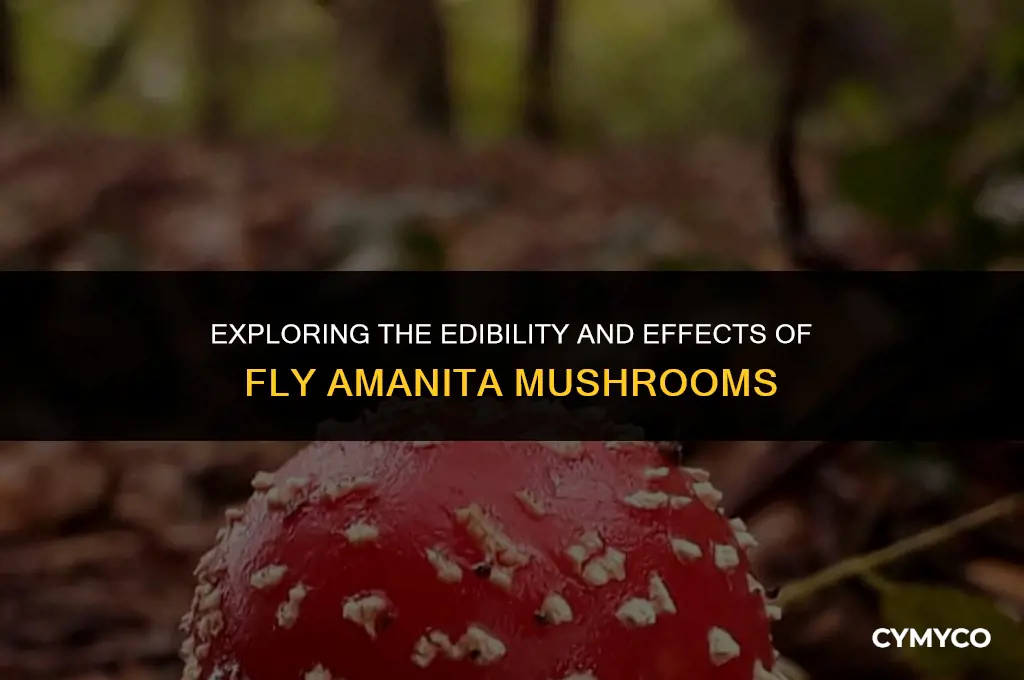 are fly amanita good