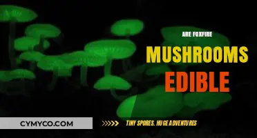Exploring the Edibility of Foxfire Mushrooms: A Comprehensive Guide