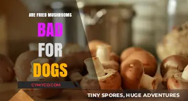Can Dogs Eat Fried Mushrooms? A Comprehensive Guide for Pet Owners