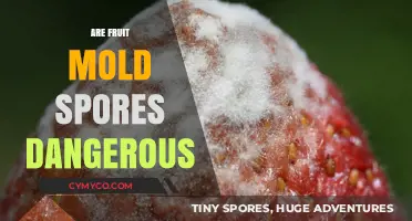 Unveiling the Truth: Are Fruit Mold Spores Really Dangerous?