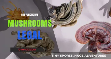 Are Functional Mushrooms Legal? Exploring the Legal Landscape of Medicinal Fungi