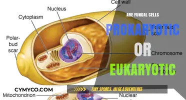 Unveiling the Mystery: Are Fungal Cells Prokaryotic or Eukaryotic?