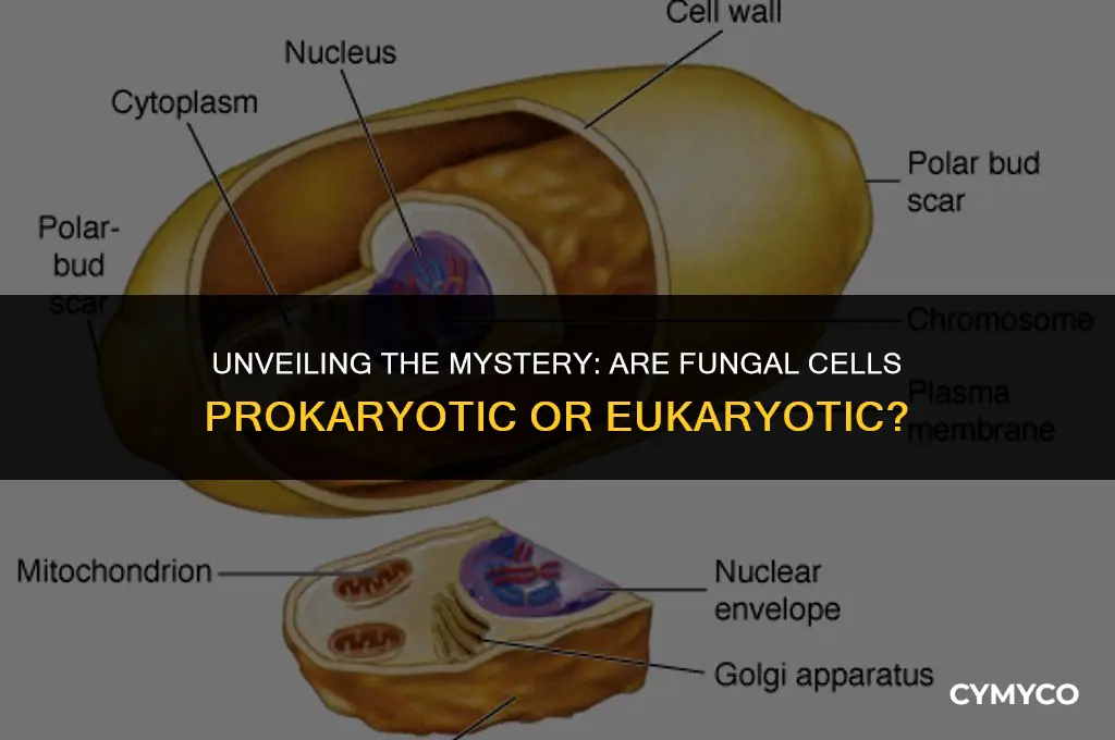 are fungal cells prokaryotic or eukaryotic