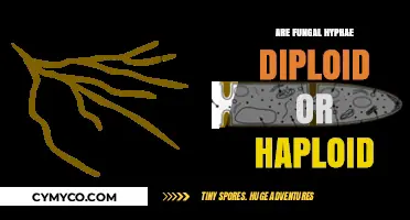 Fungal Hyphae: Understanding Their Diploid or Haploid Nature Explained