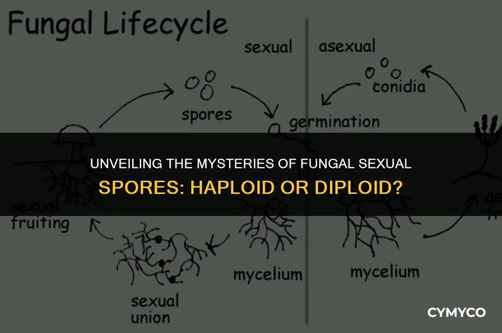 are fungal sexual spores haploid or diploid
