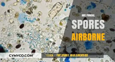 Unveiling the Truth: Are Fungal Spores Airborne?
