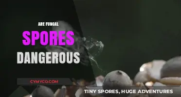 Unveiling the Truth: Are Fungal Spores Dangerous?