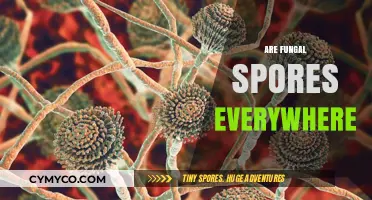 Ubiquitous Fungal Spores: Exploring Their Presence in Everyday Environments