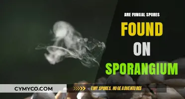 Exploring the Presence of Fungal Spores on Sporangium: A Microscopic Journey