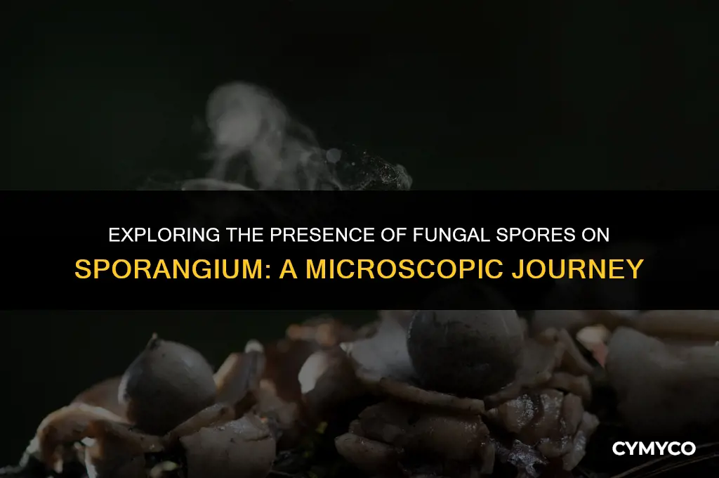 are fungal spores found on sporangium