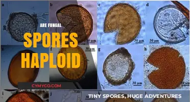 Unveiling the Haploid Nature of Fungal Spores: A Microscopic Journey