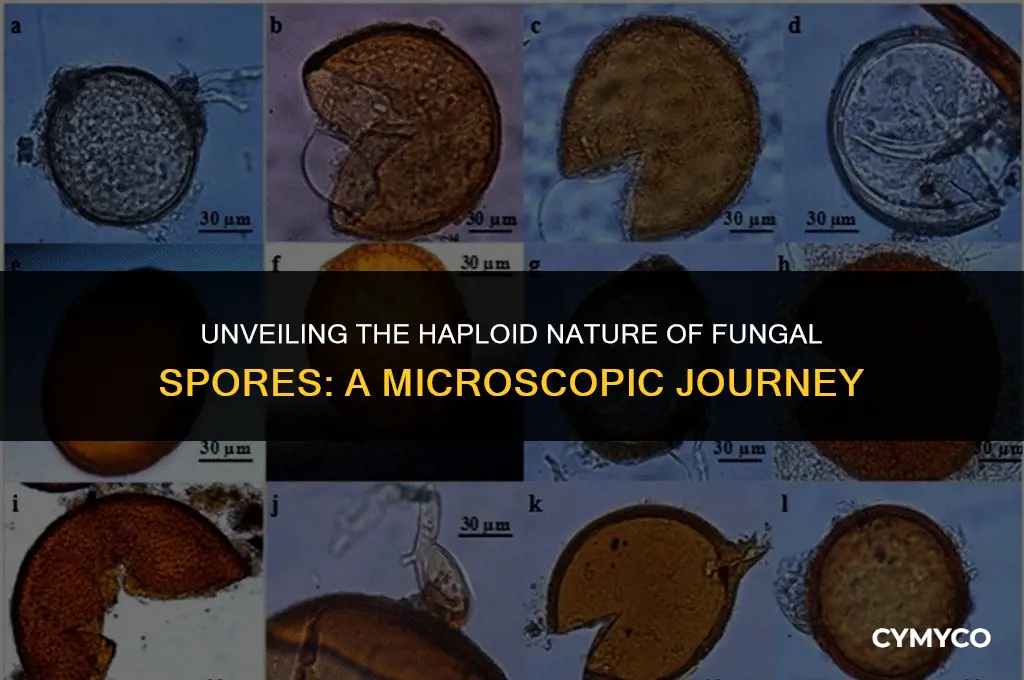 are fungal spores haploid