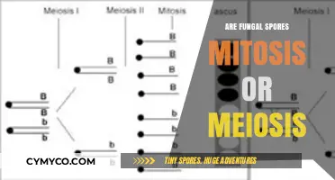 Unveiling the Mystery: Fungal Spores - Mitosis or Meiosis?
