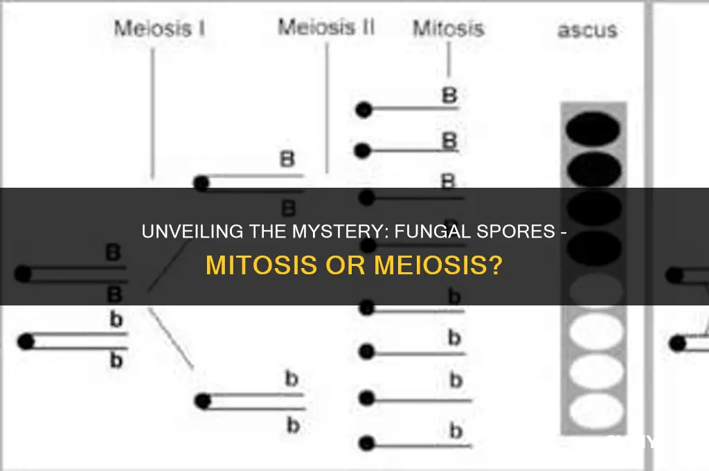 are fungal spores mitosis or meiosis