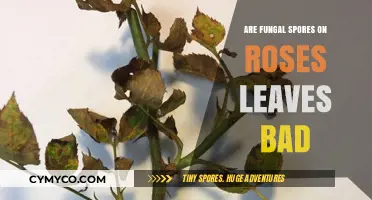 Decoding the Impact of Fungal Spores on Rose Leaves: A Gardener's Guide
