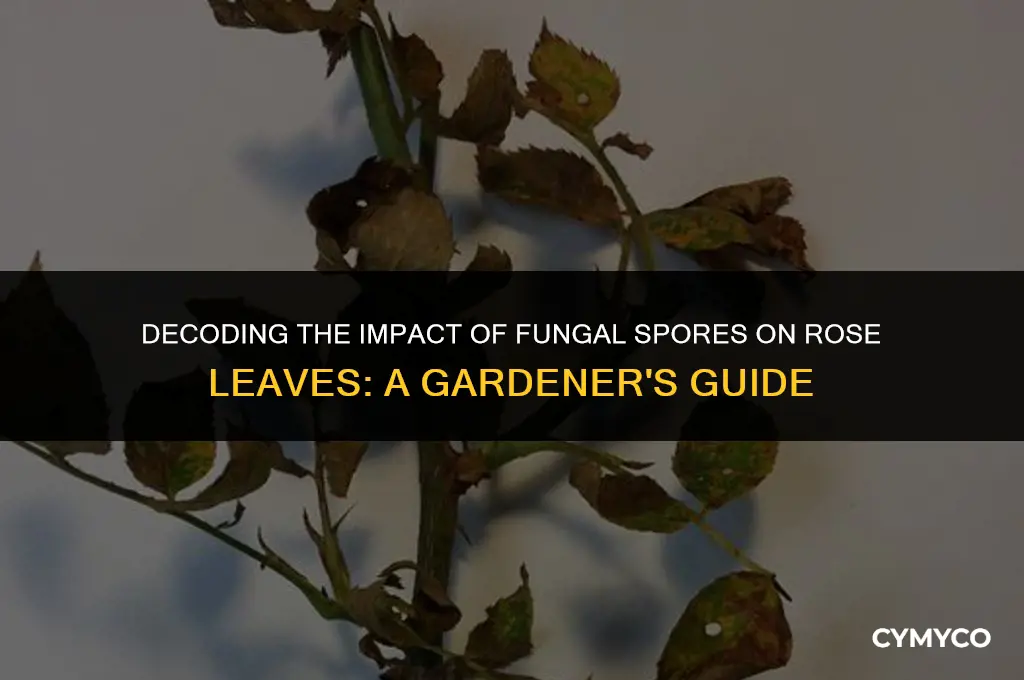 are fungal spores on roses leaves bad