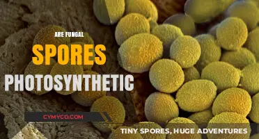 Exploring the Photosynthetic Potential of Fungal Spores: A Comprehensive Guide