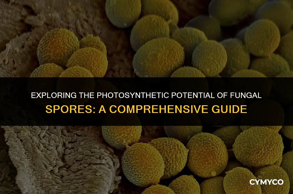 are fungal spores photosynthetic