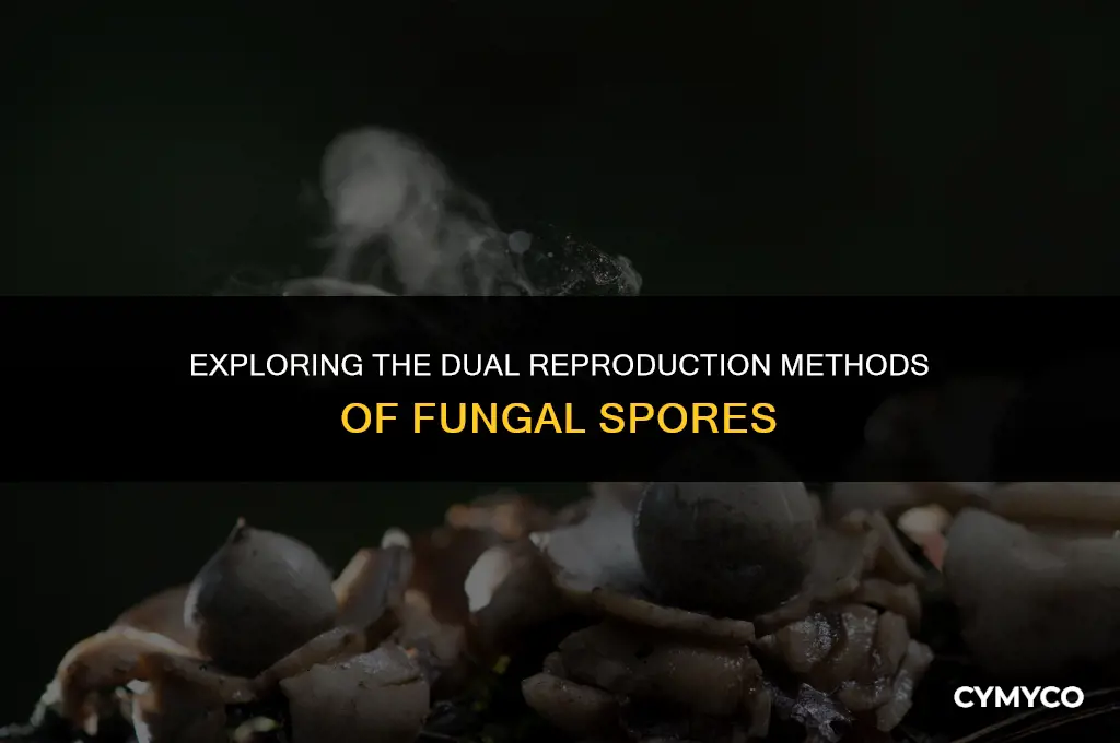 are fungal spores produced both sexually and asexually