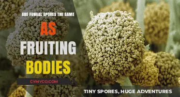 Exploring the Differences: Fungal Spores vs. Fruiting Bodies