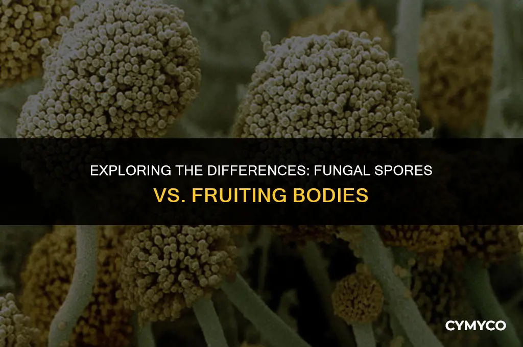 are fungal spores the same as fruiting bodies