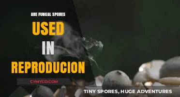 Exploring the Role of Fungal Spores in Reproduction: A Comprehensive Guide
