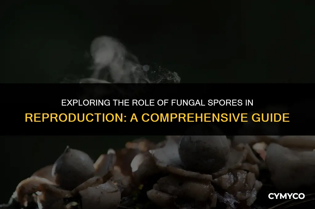are fungal spores used in reproducion