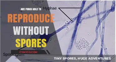 Exploring Asexual Reproduction in Fungi: Beyond Spores