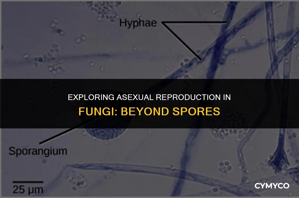 are fungi able to reproduce without spores