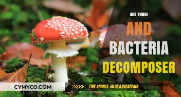 Fungi and Bacteria: Nature's Decomposers or Ecosystem Engineers?