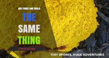 Fungi vs. Mold: Understanding the Differences and Similarities