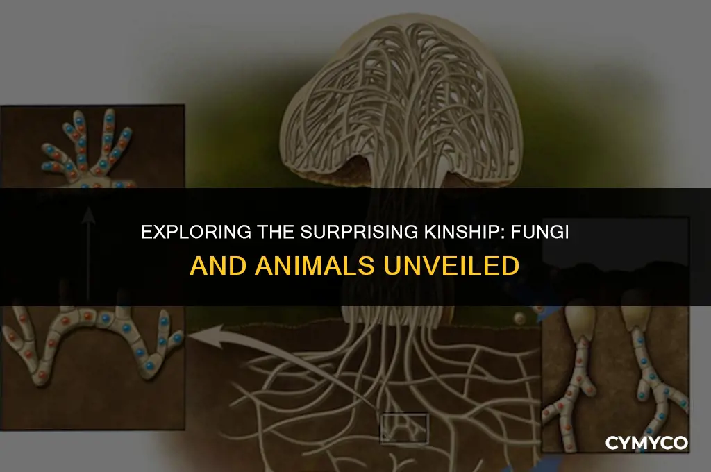 are fungi more closely related to animals
