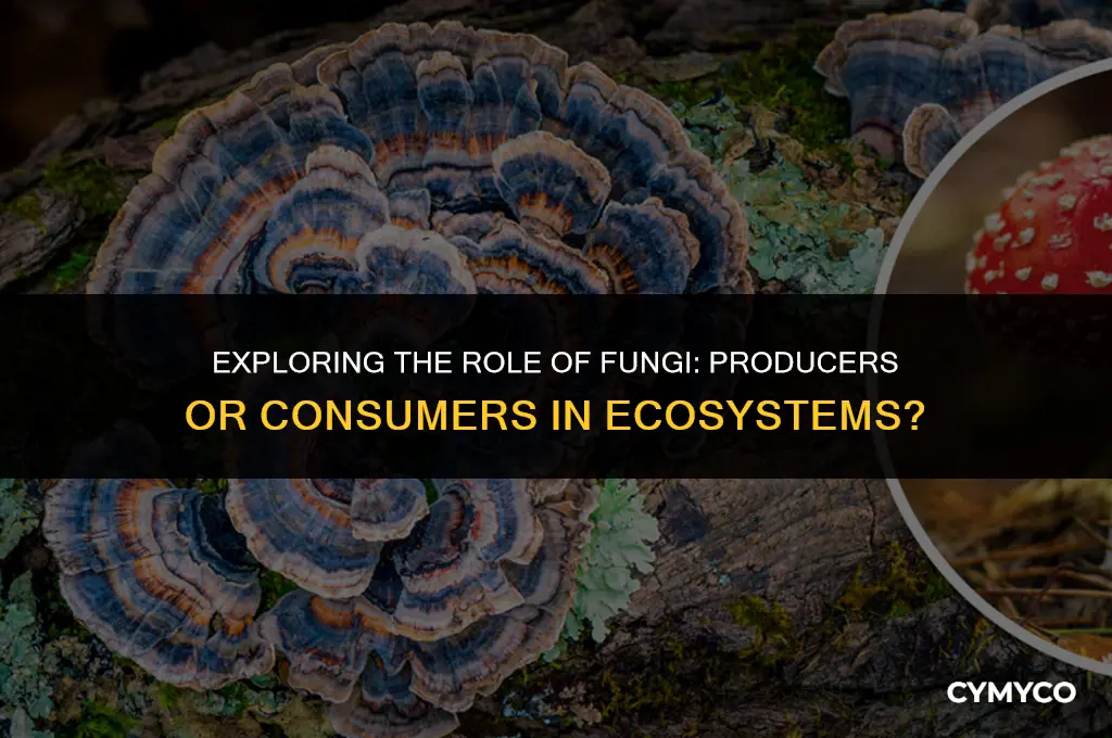 are fungi producers or consumers