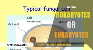 Unveiling the Cellular Mysteries: Are Fungi Prokaryotes or Eukaryotes?