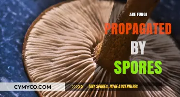 Exploring the Fascinating World of Fungi: Spore Propagation Unveiled