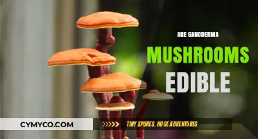 Exploring the Edibility of Ganoderma Mushrooms: A Comprehensive Guide