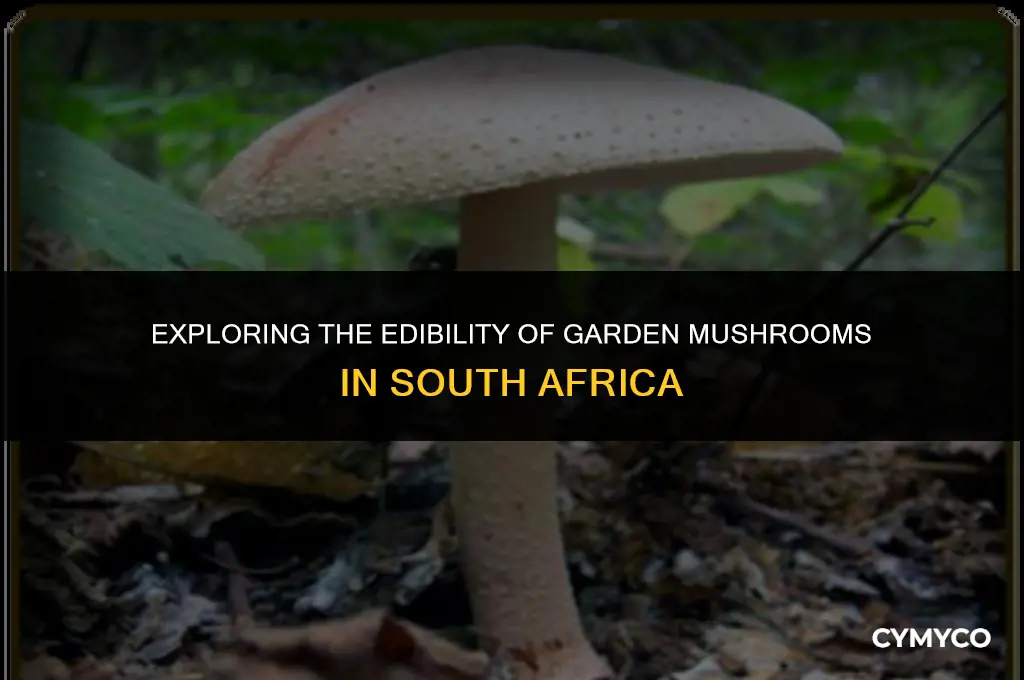 are garden mushrooms poisonous south africa